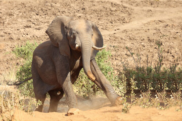 Afrikanischer Elefant / African elephant / Loxodonta africana