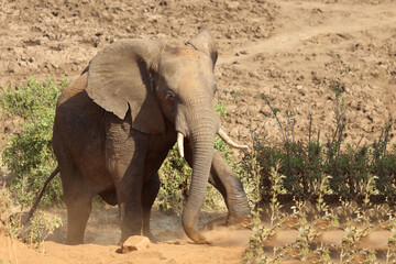 Fototapeta premium Afrikanischer Elefant / African elephant / Loxodonta africana