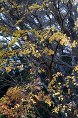 autumn leaves on a tree