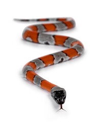 Young detailed shot of Grey banded King snake aka Lampropeltis Alterna bliari, isolated on a white background.
