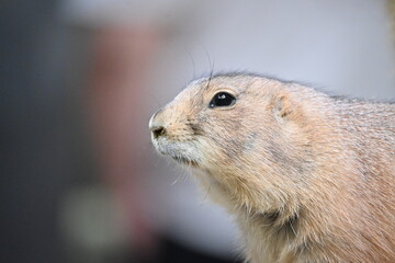 集団で食事するかわいいプレーリードッグ