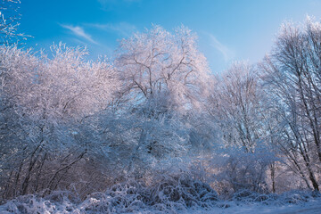 Frozen Forest At Sunset