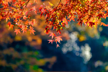 【東京都】御岳渓谷の紅葉