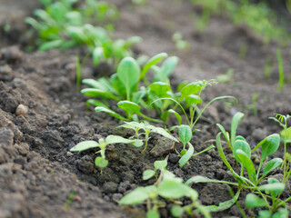 Young fresh organic spinach plants in a greenhouse - selective focus. Growing microgreens. Healthy food concept