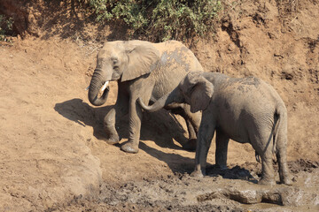 Afrikanischer Elefant / African elephant / Loxodonta africana