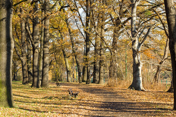 Autumn, Park, green grass, yellow leaves, trees, shop.