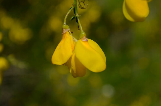Cytisus scoparius yellow flower on the branch.