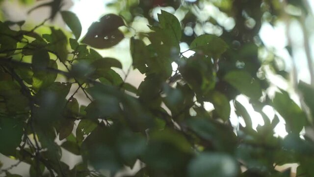 CU Leaves on tree branches swaying in wind
