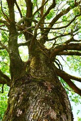 大木（big tree)