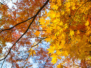 青空と黄色く紅葉したもみじの葉