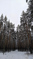 forest in winter