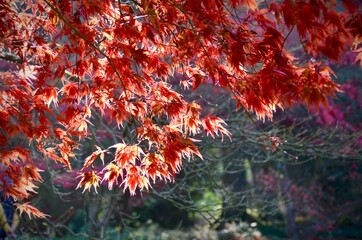 Red Autumn Leaves

