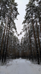 forest in winter