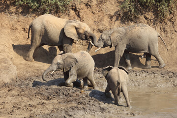 Afrikanischer Elefant im Mphongolo River/ African elephant in Mphongolo River / Loxodonta africana..