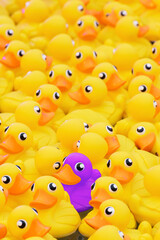 Unique purple toy duck among many yellow ones. Standing out from crowd, individuality and...