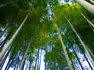 青空にすくすくと伸びる背の高い青竹