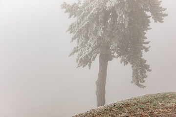 Close-up of pine tree in the fog. Mysterious, autumn background. Frozen mist on the tree.