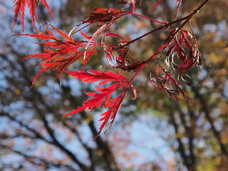 名残の紅葉