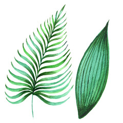 set of green leaves, tropical leaves, tropics, palms