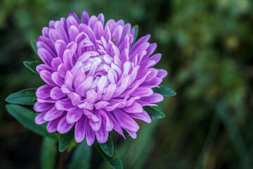 Head of purple aster in the garden