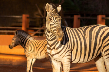 Beautiful Images of African zebra. Namibia, Africa