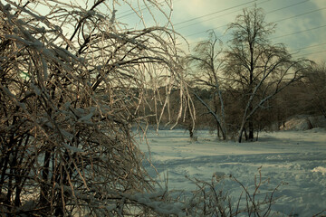 bushes and trees bent under the weight of the ice