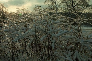 ice Bush