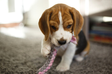 little cute beagle puppy playing with a toy