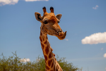 Obraz premium Wild african life. A large common South African giraffe on the summer blue sky.