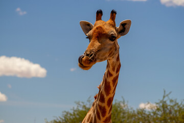 Naklejka premium Wild african life. A large common South African giraffe on the summer blue sky.