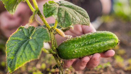 Baby hand holds ripe cucumber, not yet torn