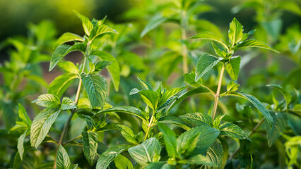 Mint plants ripen in the sun