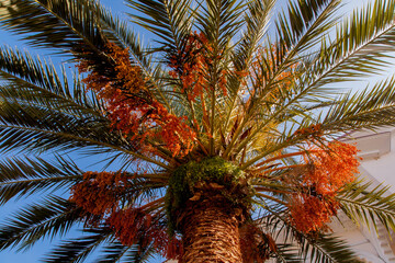 palm tree in the sun