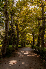 autumn in the park