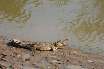 Nilkrokodil / Nile Crocodile / Crocodylus Niloticus