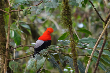 Rupicola peruvianus aequatorialis
