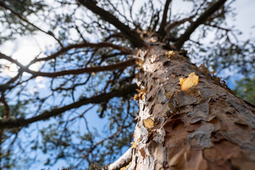 Beautiful, tall pine on a background of blue sky with clouds. Bottom view.