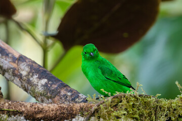 Chlorochrysa phoenicotis