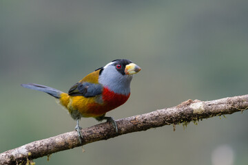 Semnornis ramphastinus ramphastinus