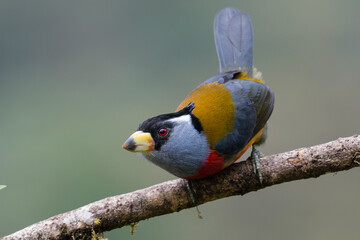 Semnornis ramphastinus ramphastinus © fredrik505