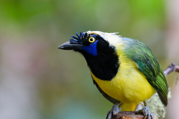 Cyanocorax yncas yncas