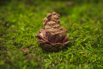 Still life. Coniferous tree cones lie on green moss- abstract background