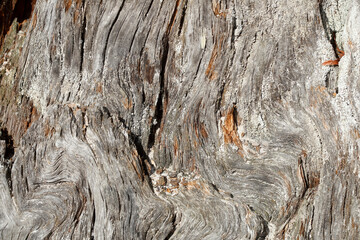 Totholz, verwachsene Baumrinde an einem alten, knorrigen Baumstumpf