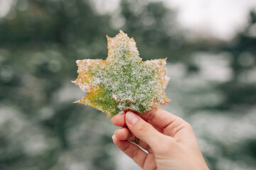 Closeup of a green and yellow maple leaf covered with snow in the hand of a young woman. Outdoor...