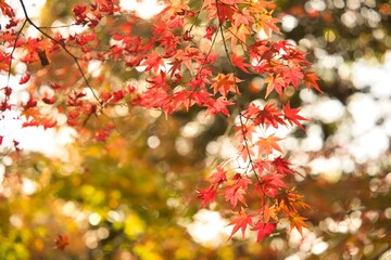 モミジの紅葉