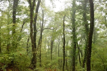 Bosque en los alrededores de los monasterios de Meteora (Grecia)