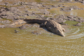 Nilkrokodil / Nile Crocodile / Crocodylus Niloticus