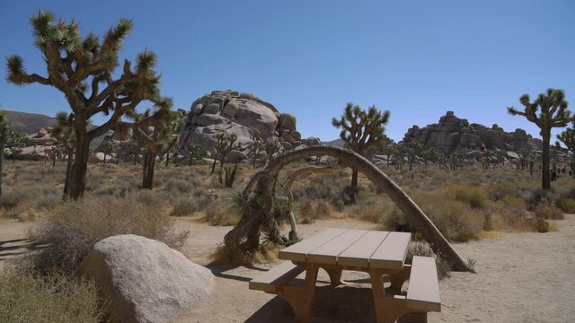 Joshua Tree National Park Cap Rock Picnic Area Mojave Desert California USA