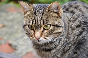 Gato fotografiado en los alrededores de los monasterios de Meteora, en Grecia