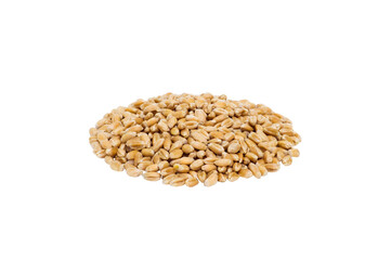 A handful of wheat grains on an isolated white background